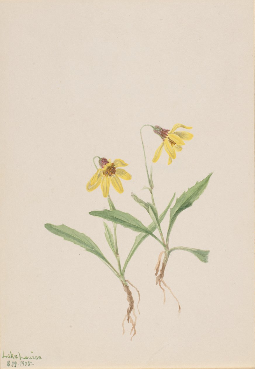 Louise Gölü Arnica Arnica Louisiana, 1905. by Mary Vaux Walcott