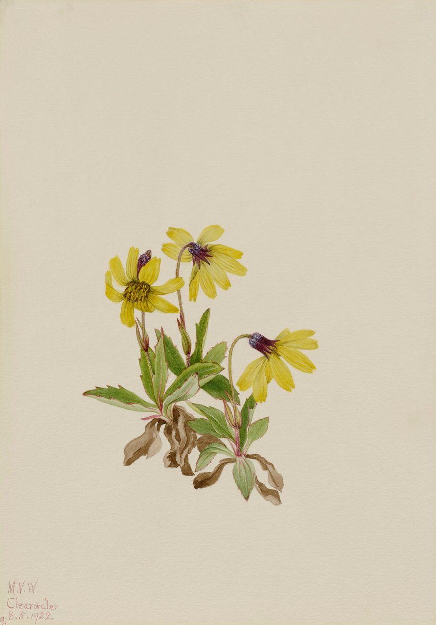 Louise Gölü Arnica Arnica louisiana, 1922. by Mary Vaux Walcott