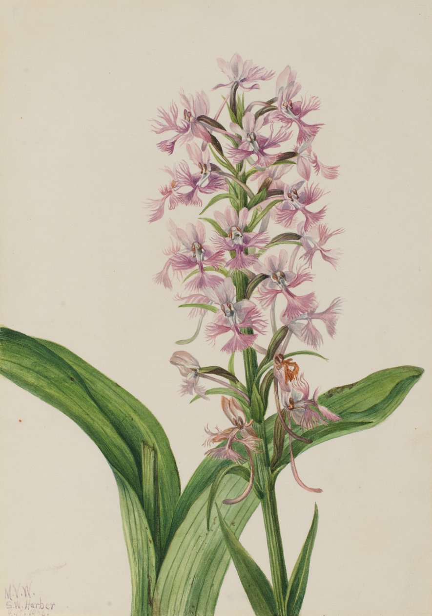 Büyük Mor Saçak-Orkide Habenaria grandiflora, 1926 by Mary Vaux Walcott
