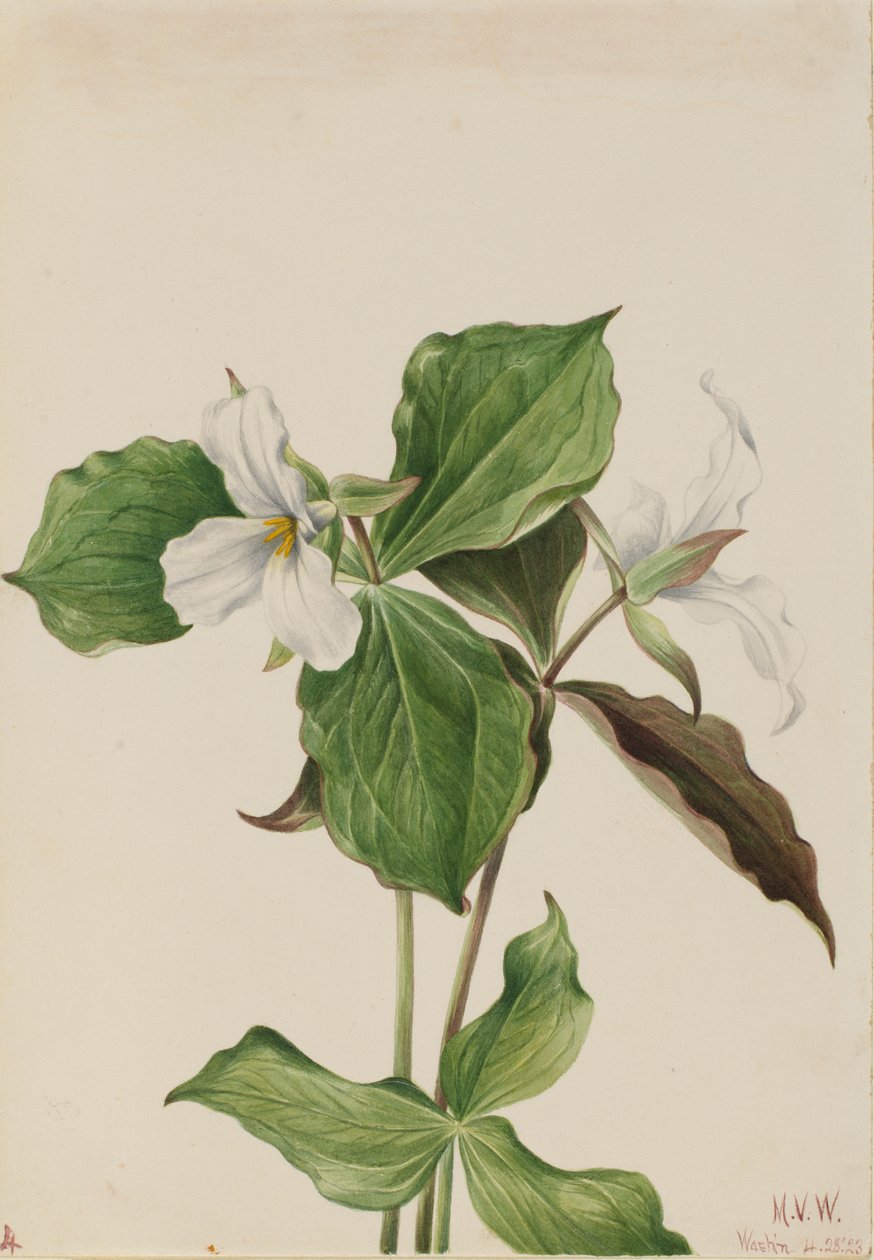  by Mary Vaux Walcott