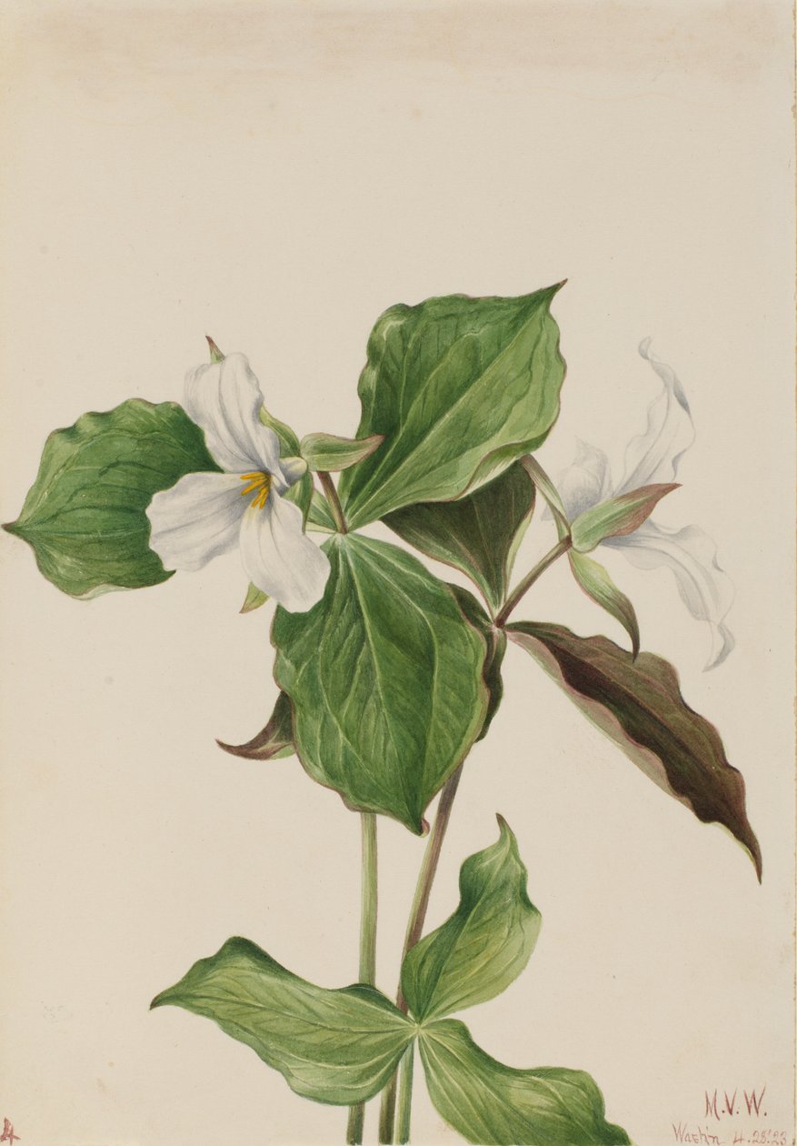 Büyük Beyaz Trillium Trillium grandiflorum, 1923. by Mary Vaux Walcott