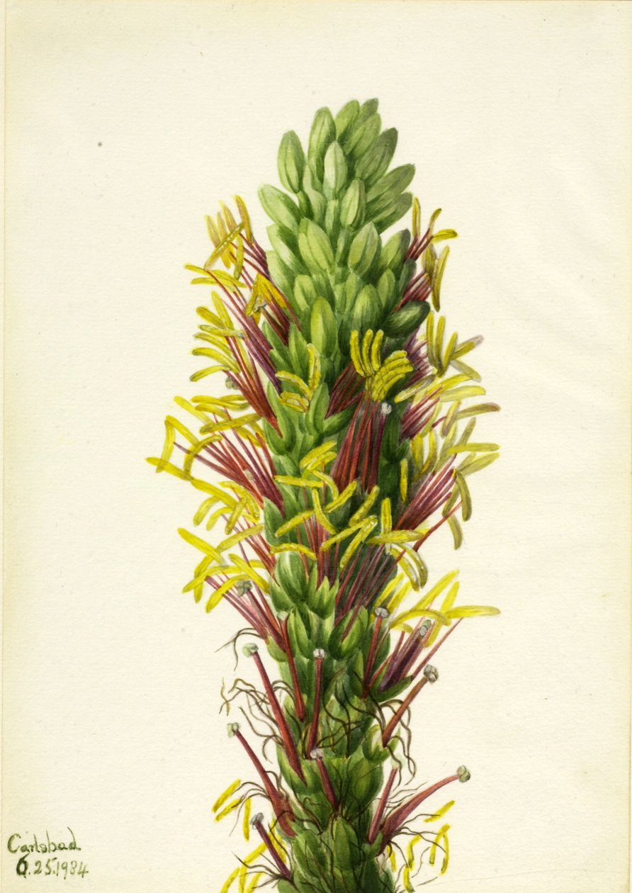 by Mary Vaux Walcott
