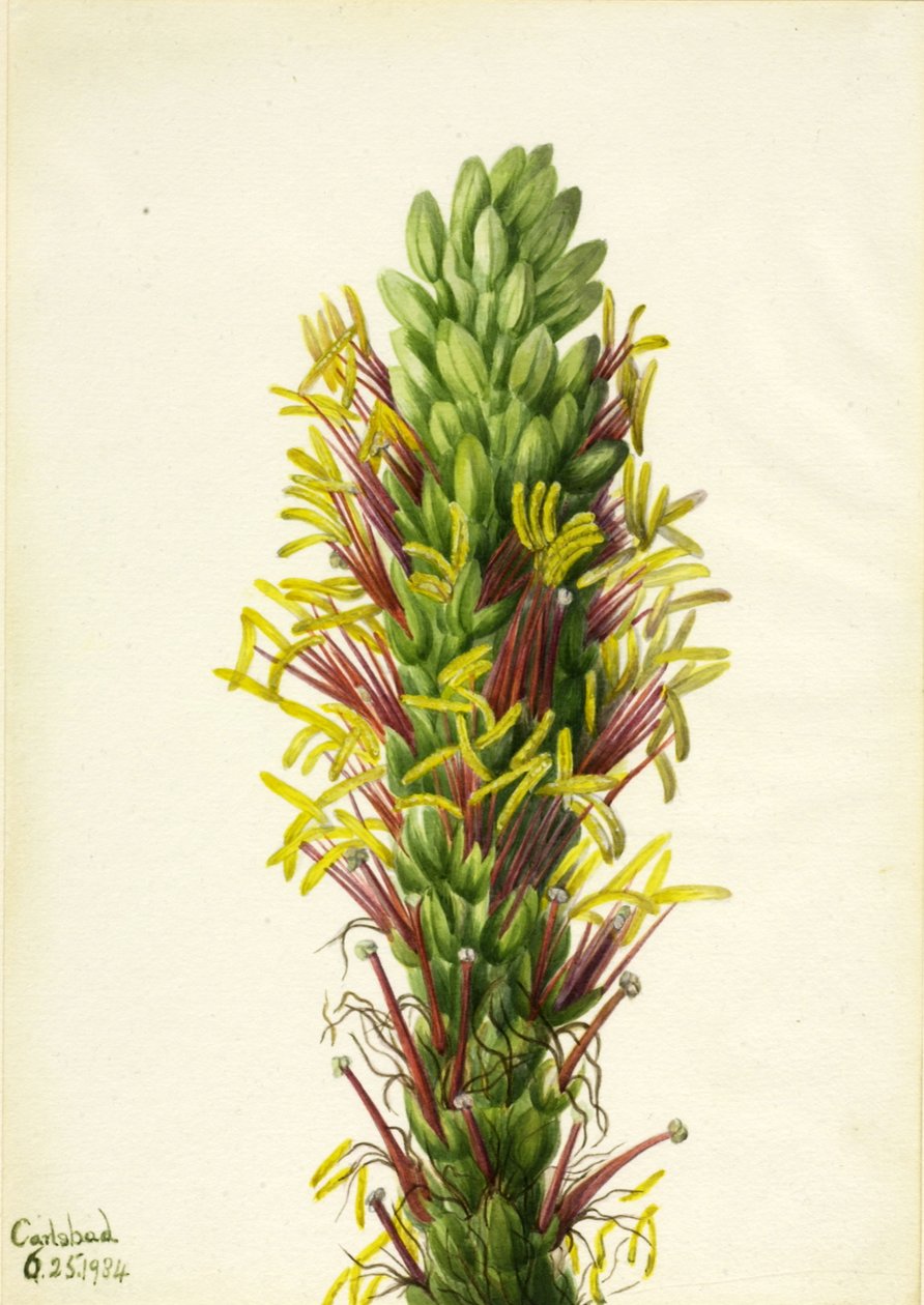 Lechuguilla Agave lechuguilla, 1934. by Mary Vaux Walcott