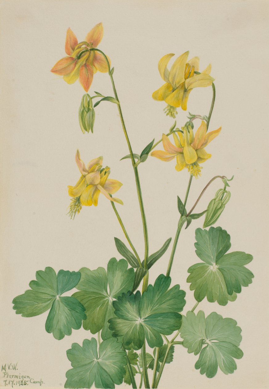 Limonlu Columbine Aquilegia flavescens, 1925. by Mary Vaux Walcott