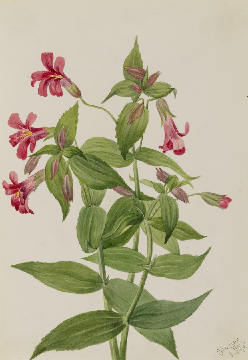  by Mary Vaux Walcott
