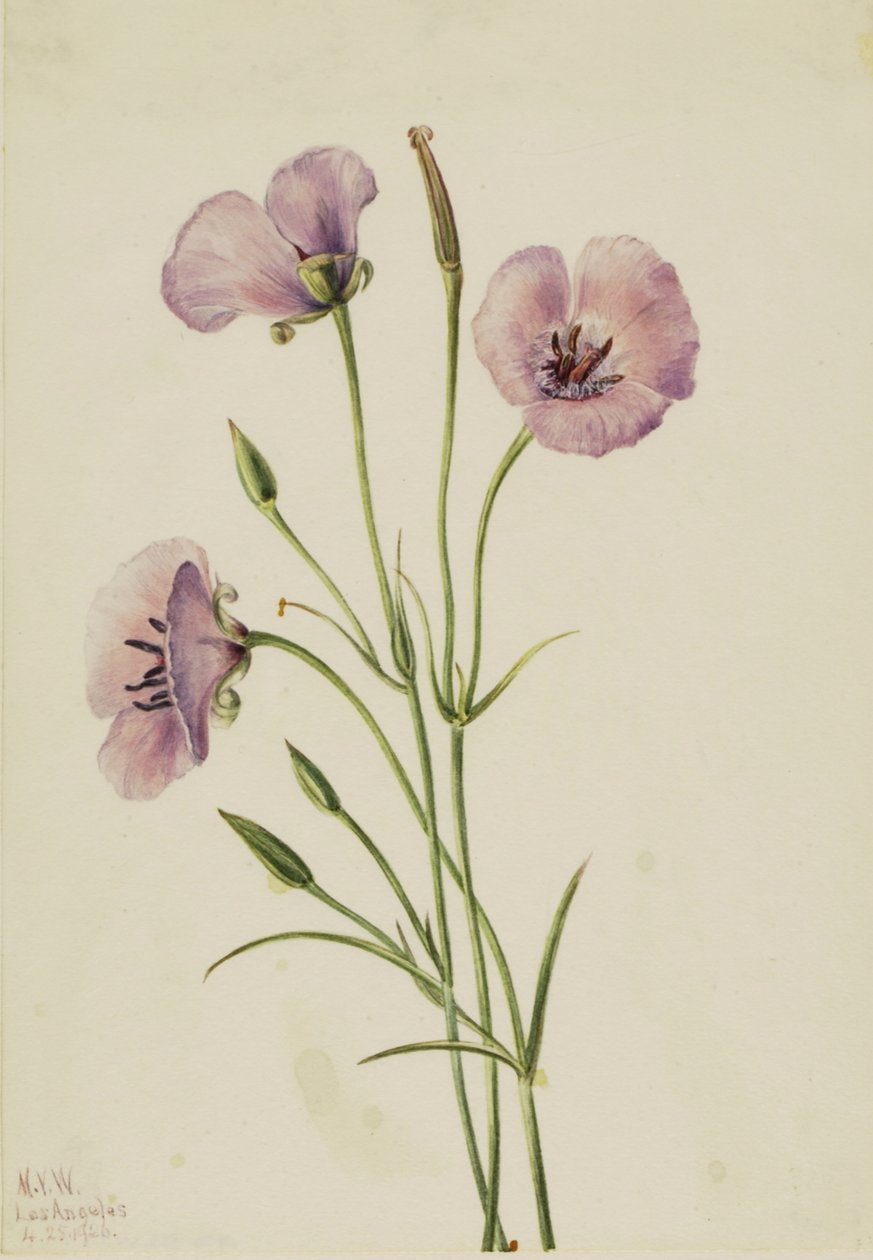 Leylak Mariposa Calochortus splendens, 1926 by Mary Vaux Walcott