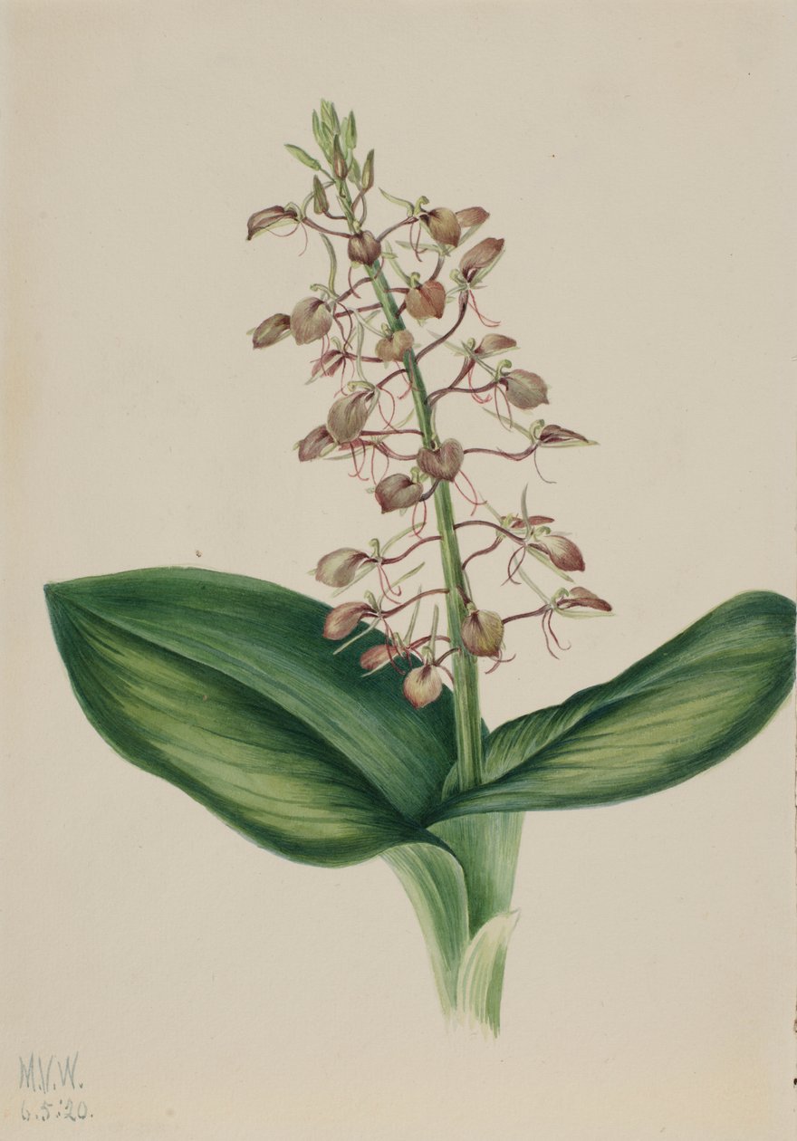  by Mary Vaux Walcott