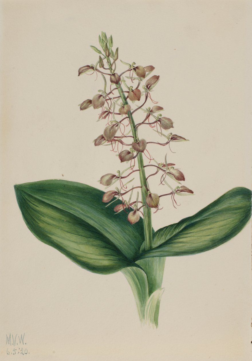 Lily Twayblade Liparis liliifolia, 1920. by Mary Vaux Walcott