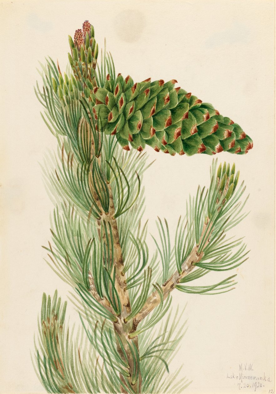  by Mary Vaux Walcott