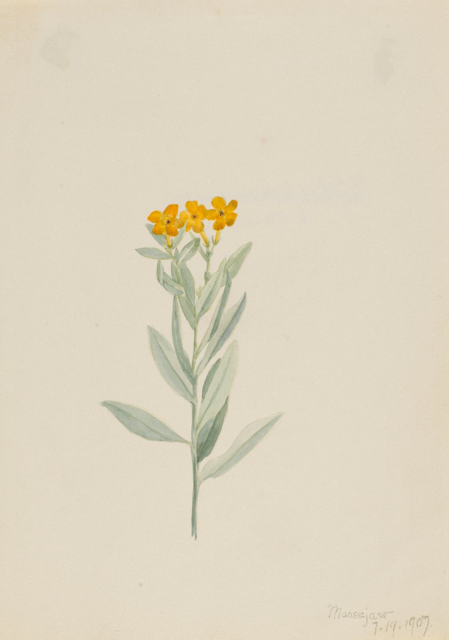  by Mary Vaux Walcott