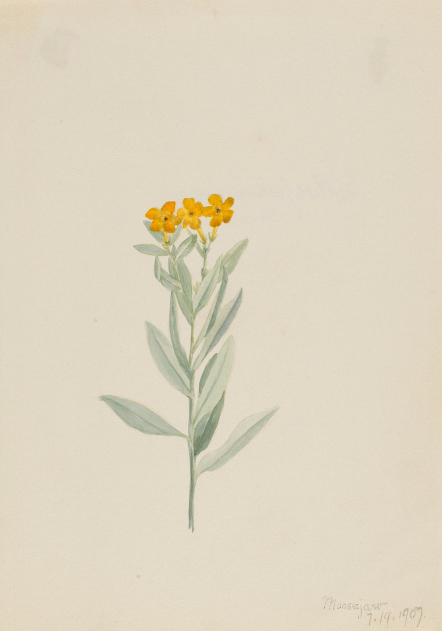 Lithospermum canescens, 1907. by Mary Vaux Walcott