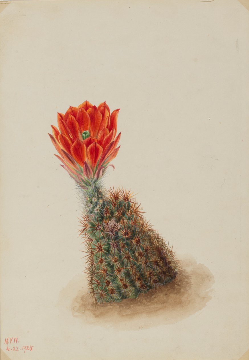  by Mary Vaux Walcott