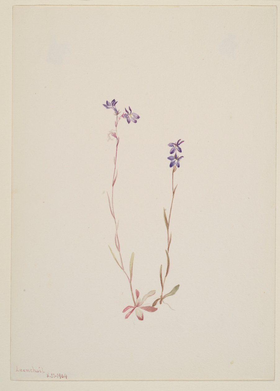  by Mary Vaux Walcott