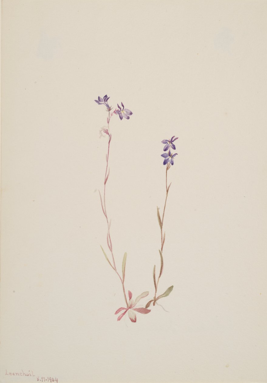 Lobelia Kalmii, 1904. by Mary Vaux Walcott