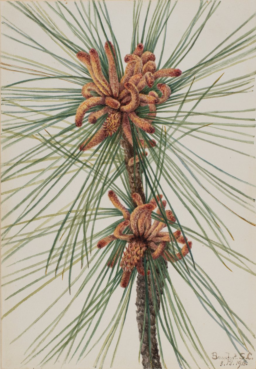 Loblolly Çam Çamı, 1918. by Mary Vaux Walcott