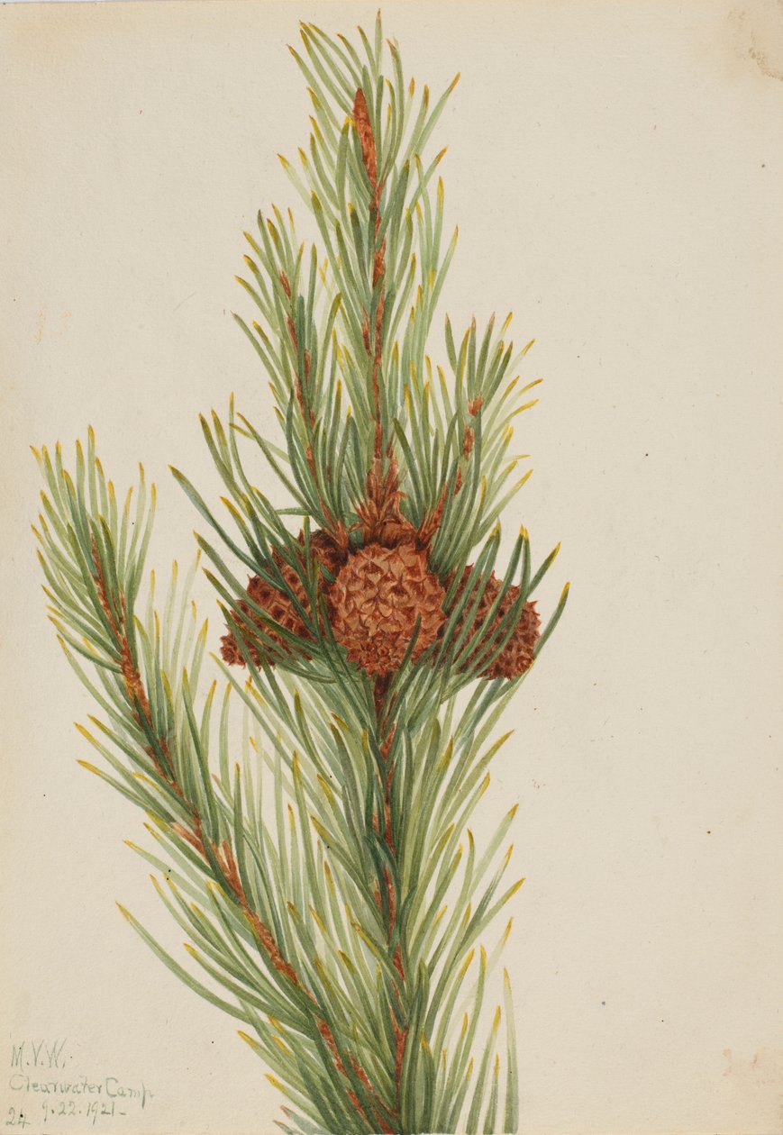 Lodgepole Çamı (Pinus Contorta murrayana) by Mary Vaux Walcott