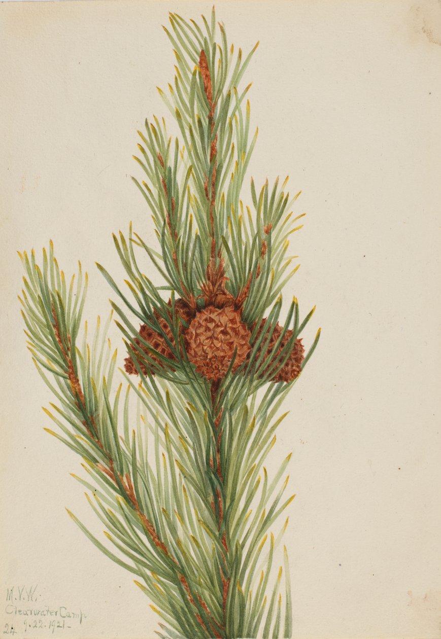 Lodgepole Pine Pinus Contorta murrayana, 1921. by Mary Vaux Walcott