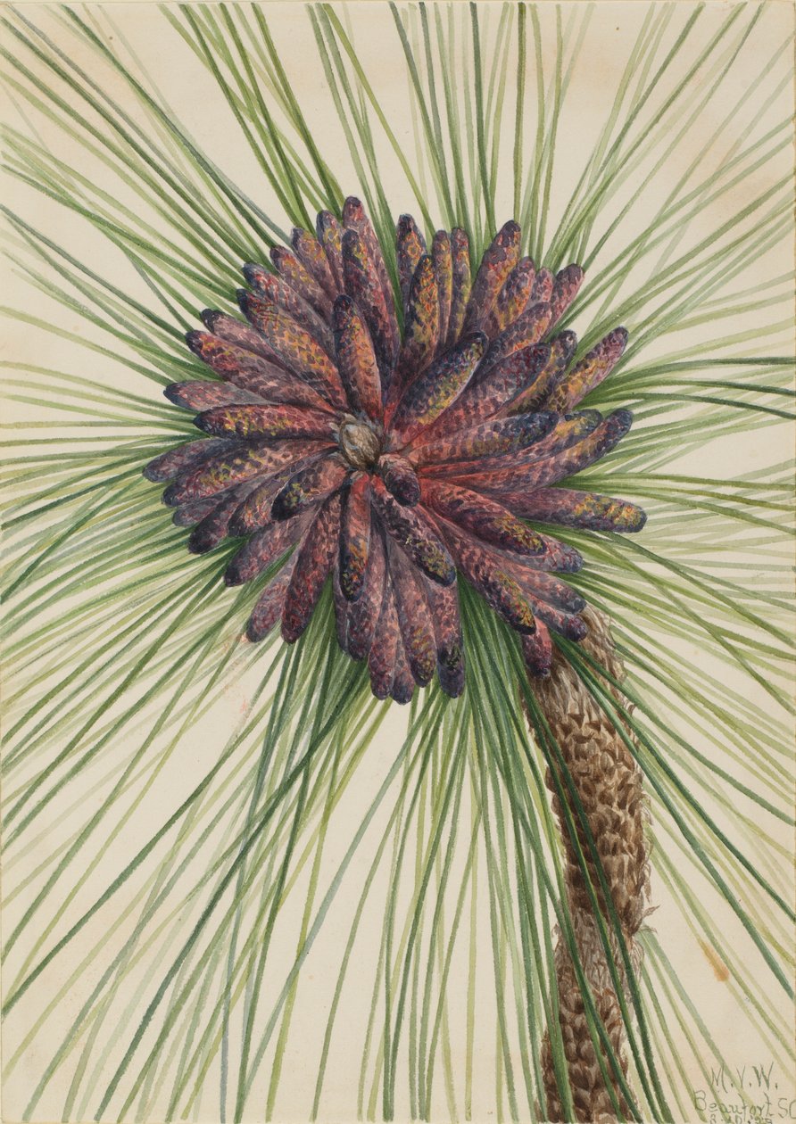  by Mary Vaux Walcott