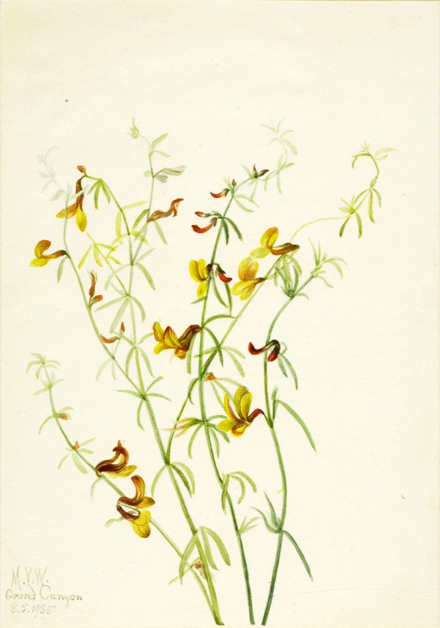  by Mary Vaux Walcott