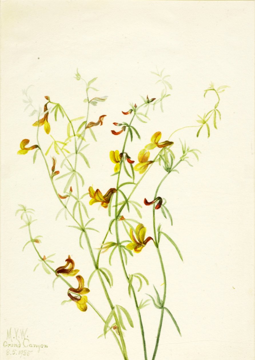 Lotus ergenliği, 1935. by Mary Vaux Walcott