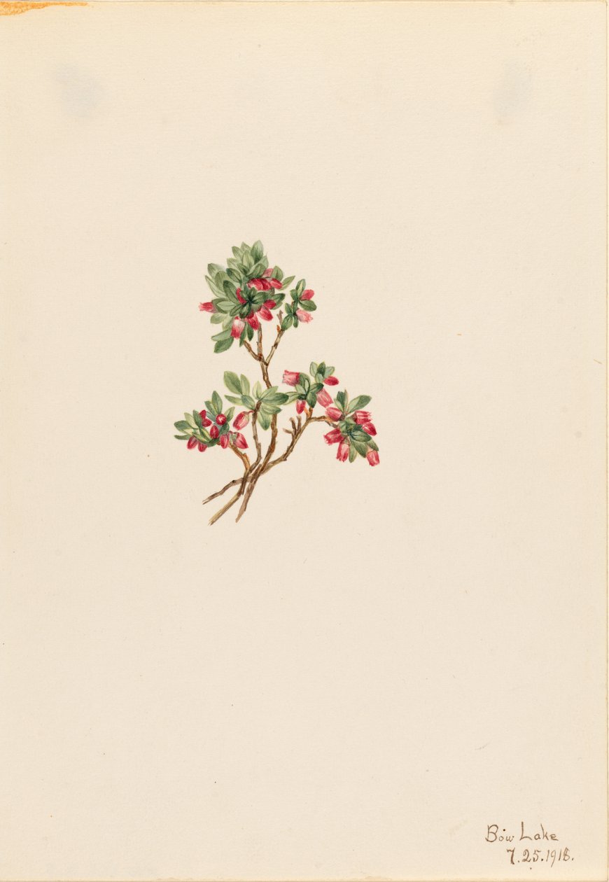  by Mary Vaux Walcott