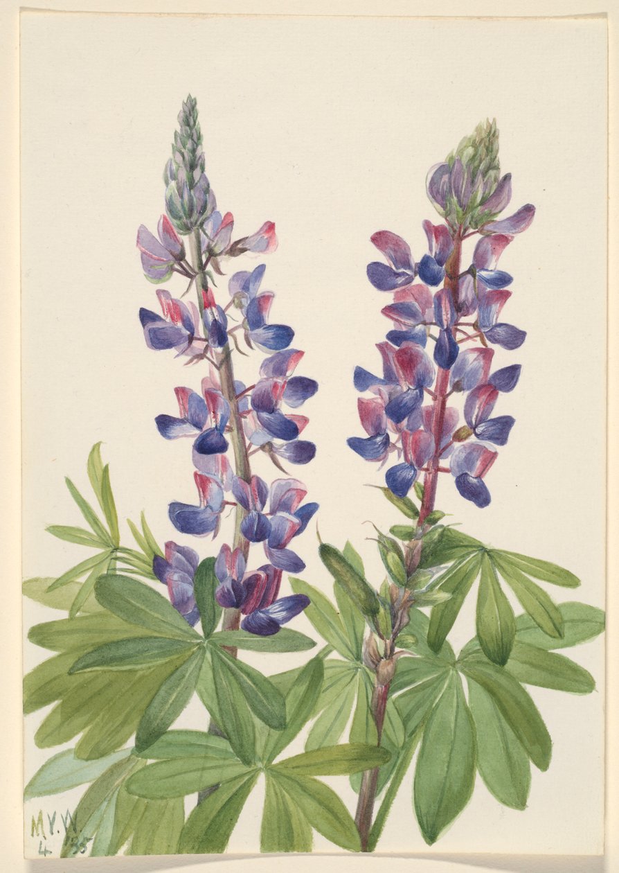  by Mary Vaux Walcott