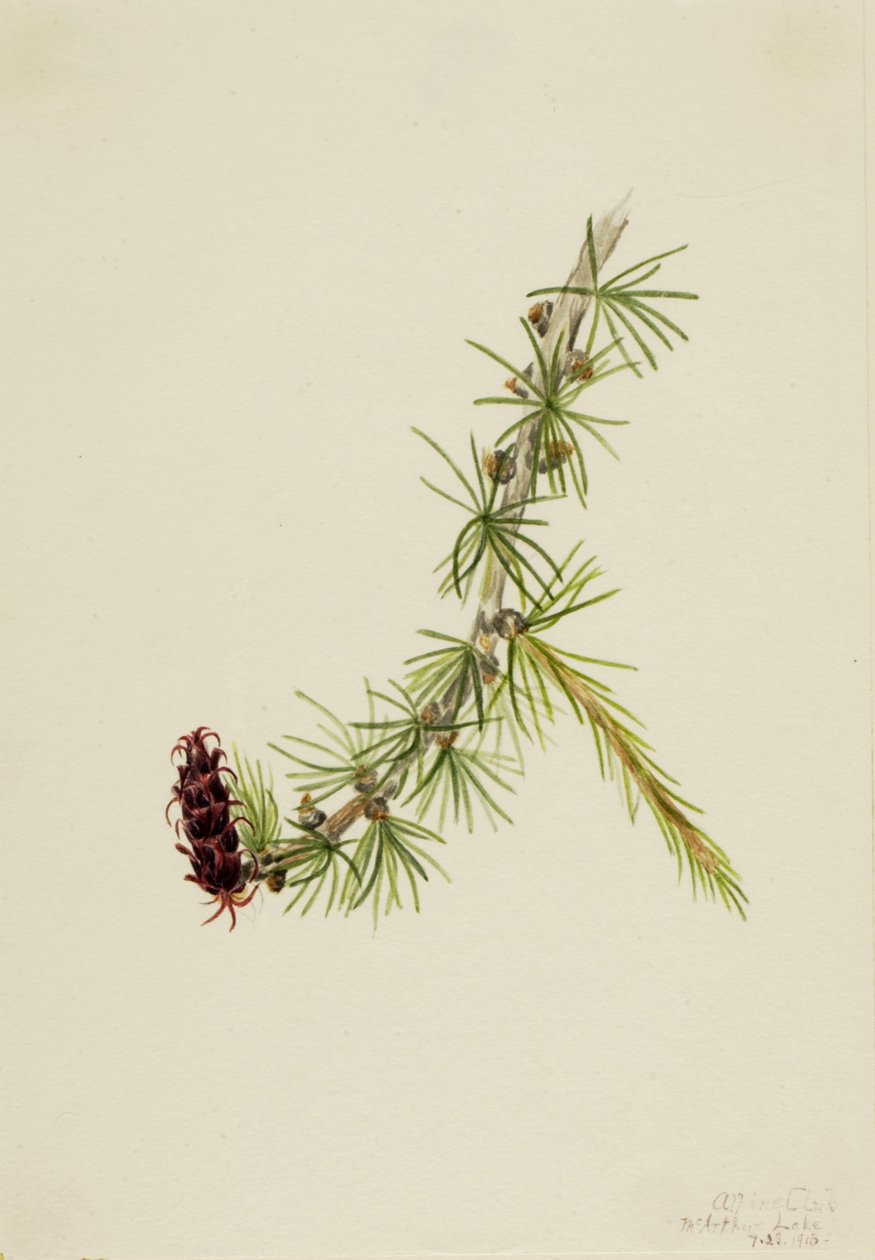Lyall Karaçam Larix lyallii, 1913 by Mary Vaux Walcott