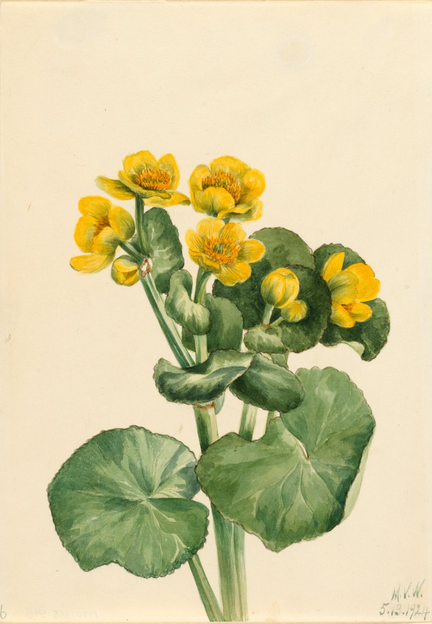 Marsh Marigold Caltha palustris, 1924. by Mary Vaux Walcott