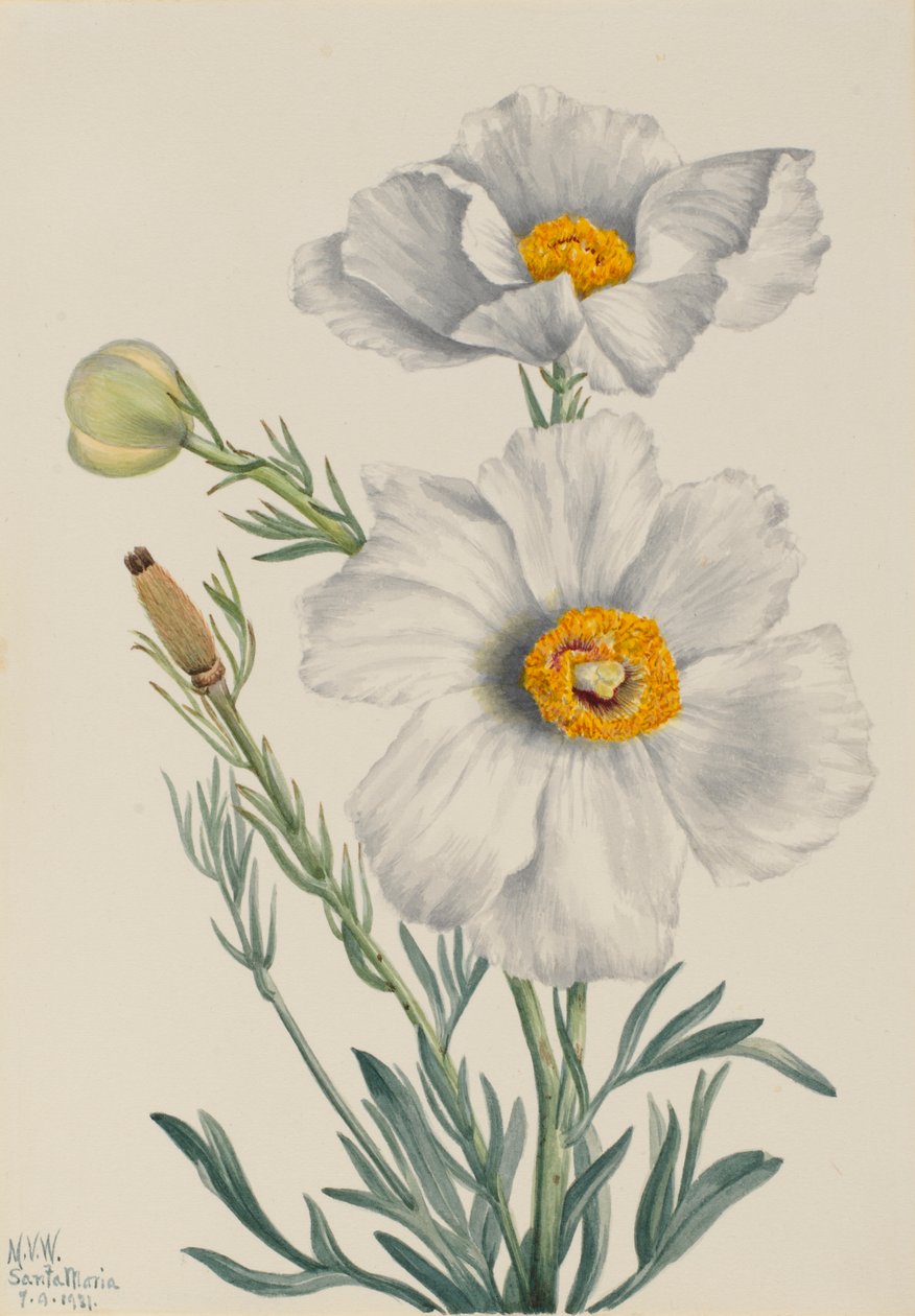  by Mary Vaux Walcott