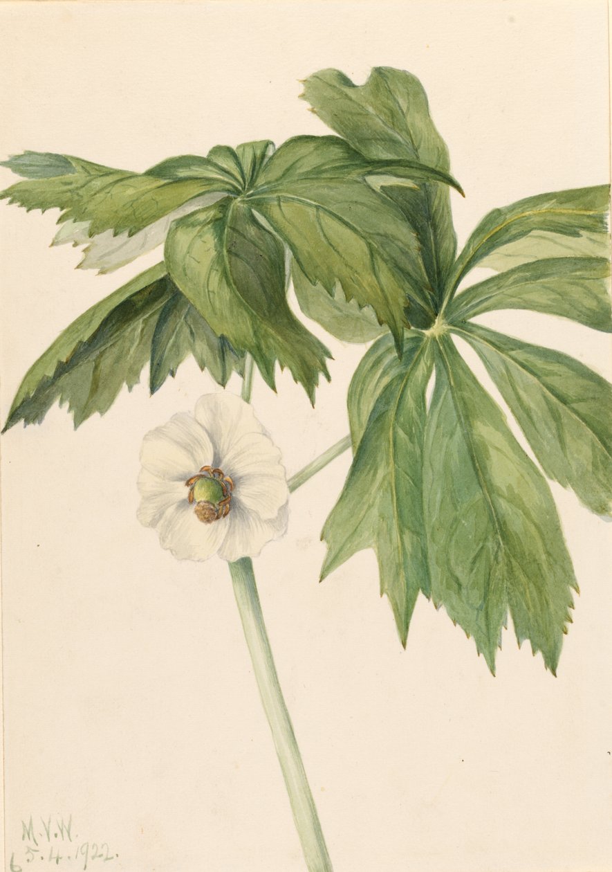 by Mary Vaux Walcott