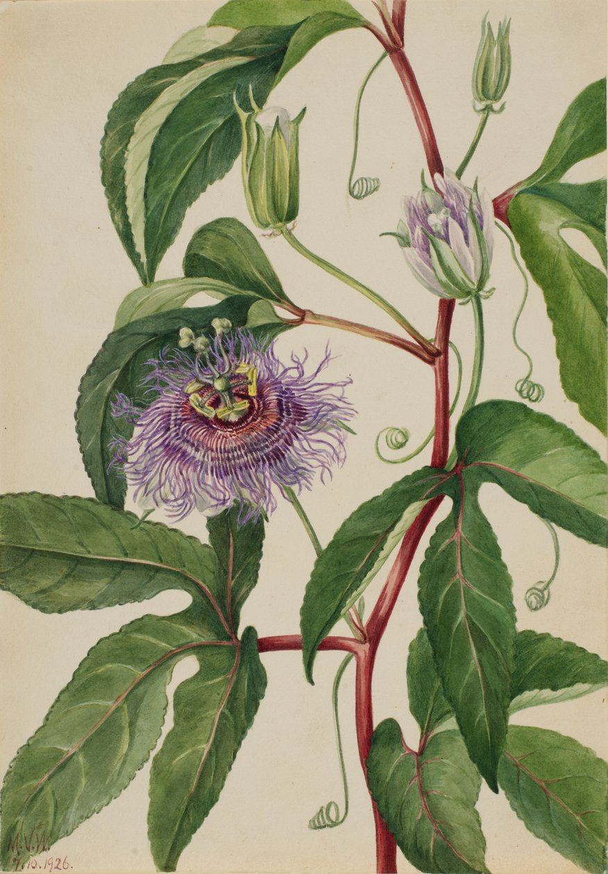  by Mary Vaux Walcott