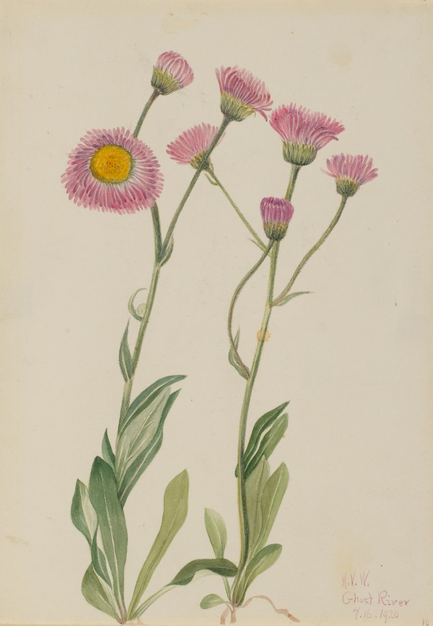  by Mary Vaux Walcott