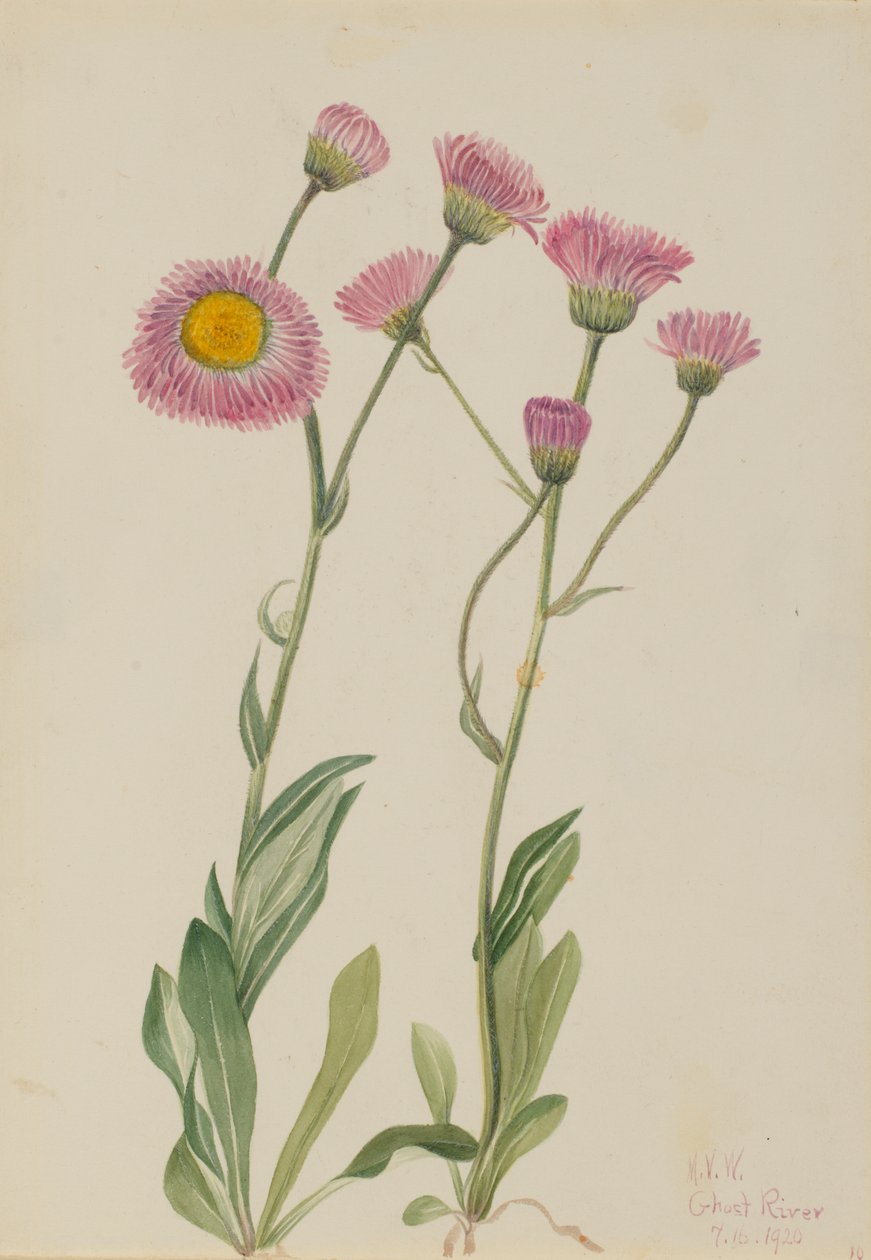 Çayır Fleabane Erigeron speciosus, 1920. by Mary Vaux Walcott