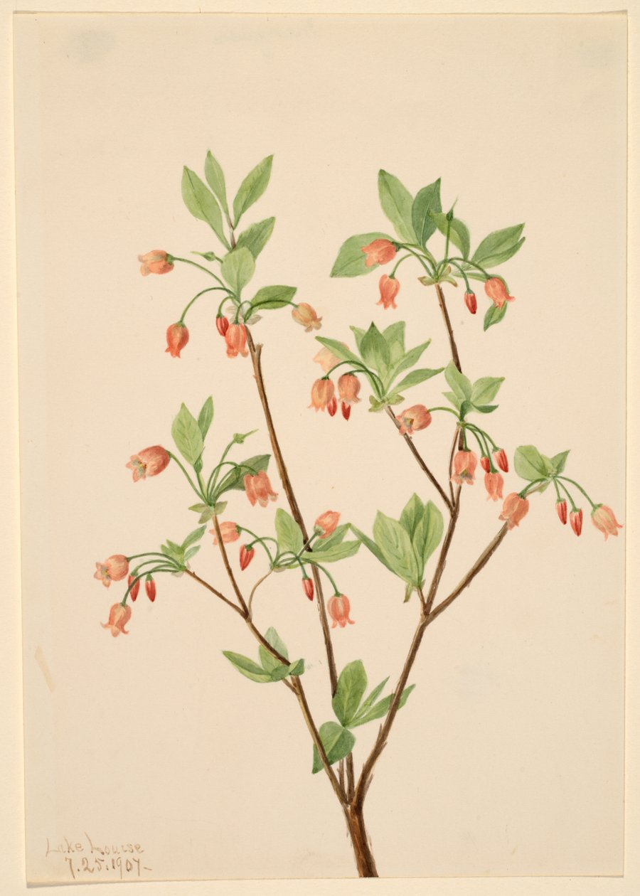  by Mary Vaux Walcott