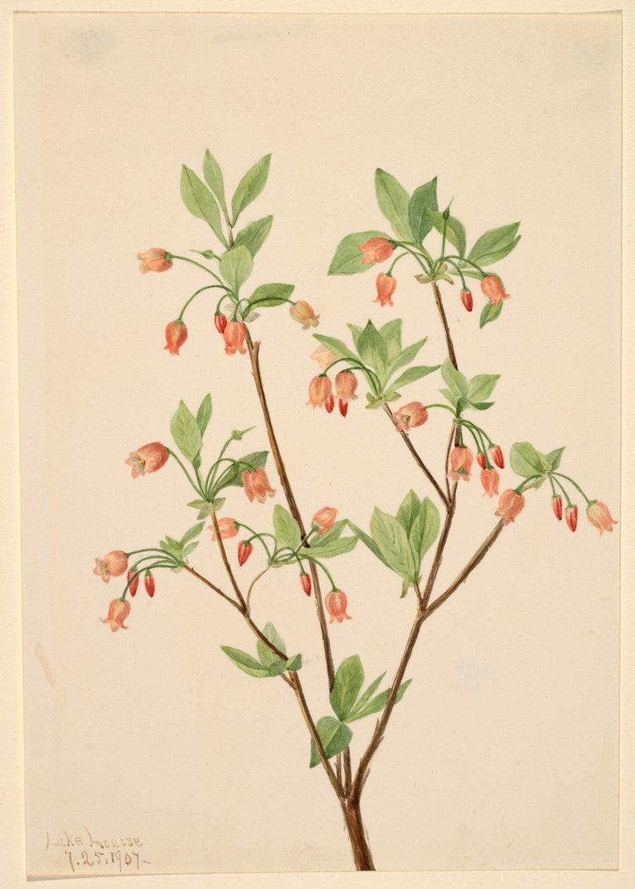 Menziesea Menziesea glabella, 1907. by Mary Vaux Walcott