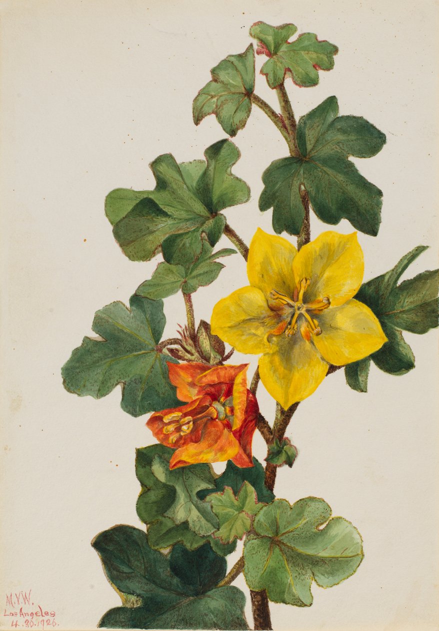  by Mary Vaux Walcott