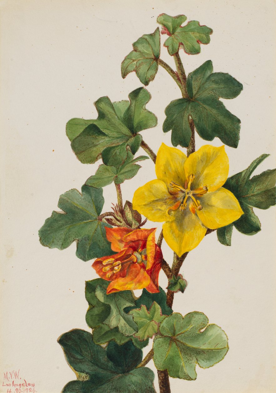 Meksikalı Fremontia Fremontodendron mexicanum, 1926. by Mary Vaux Walcott