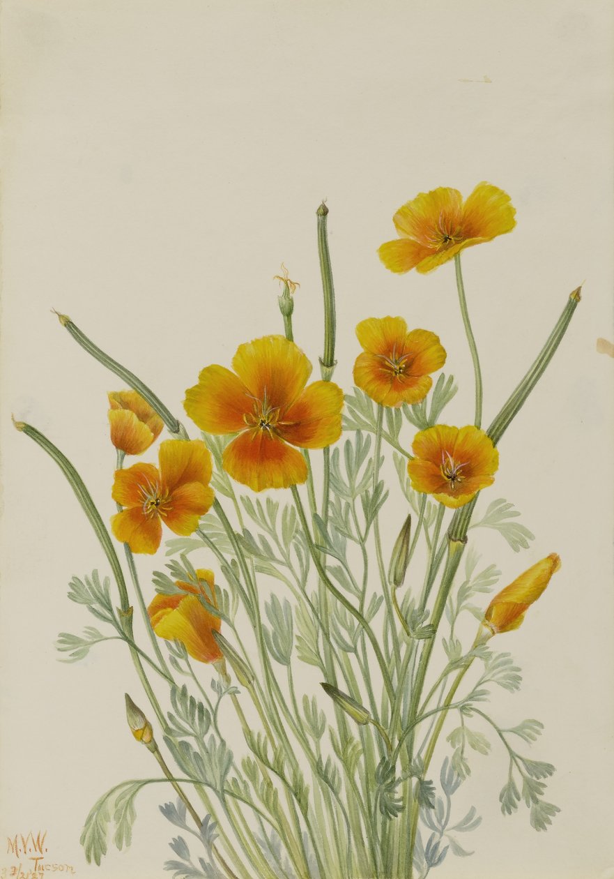  by Mary Vaux Walcott