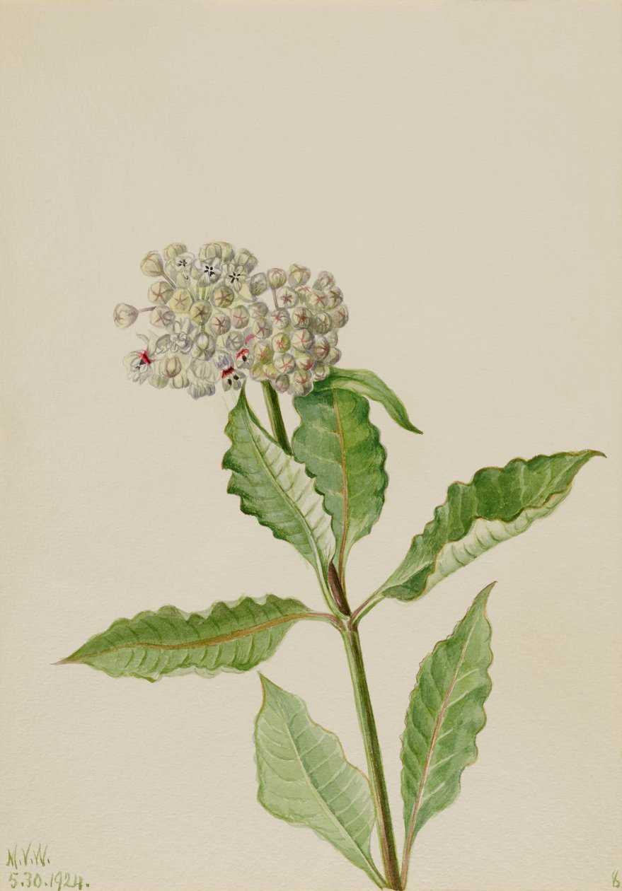  by Mary Vaux Walcott