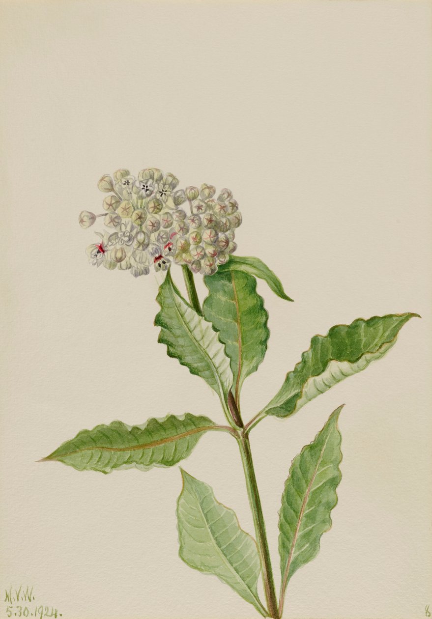 Süt otu Ascelpias, 1924. by Mary Vaux Walcott