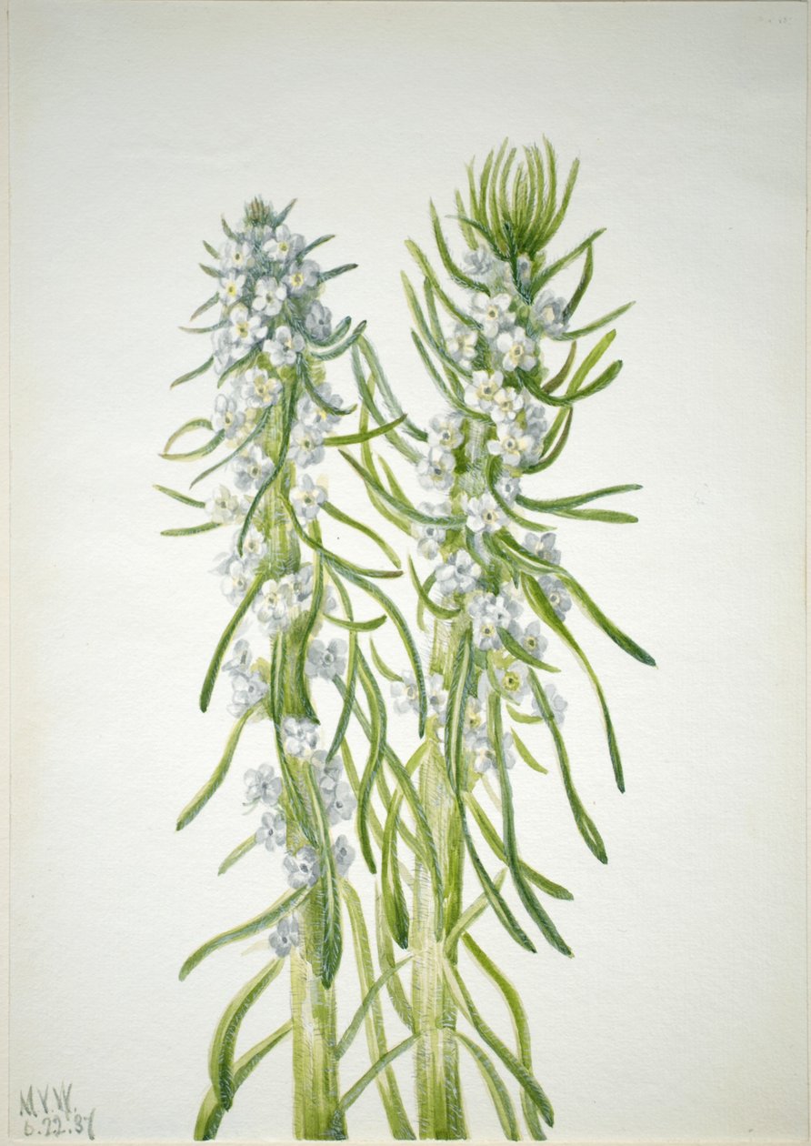  by Mary Vaux Walcott