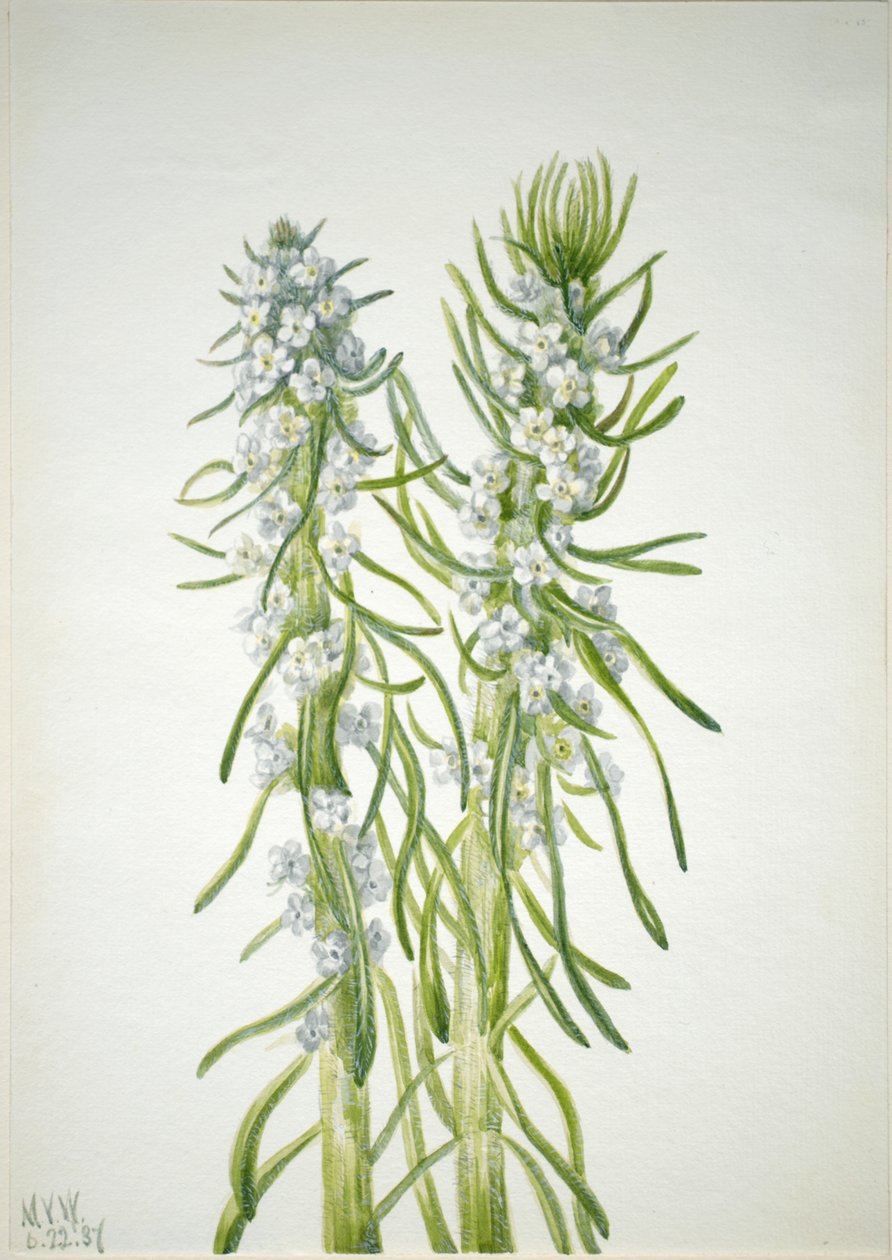 Madenci Mumu Oreocarya virgata, 1937 by Mary Vaux Walcott