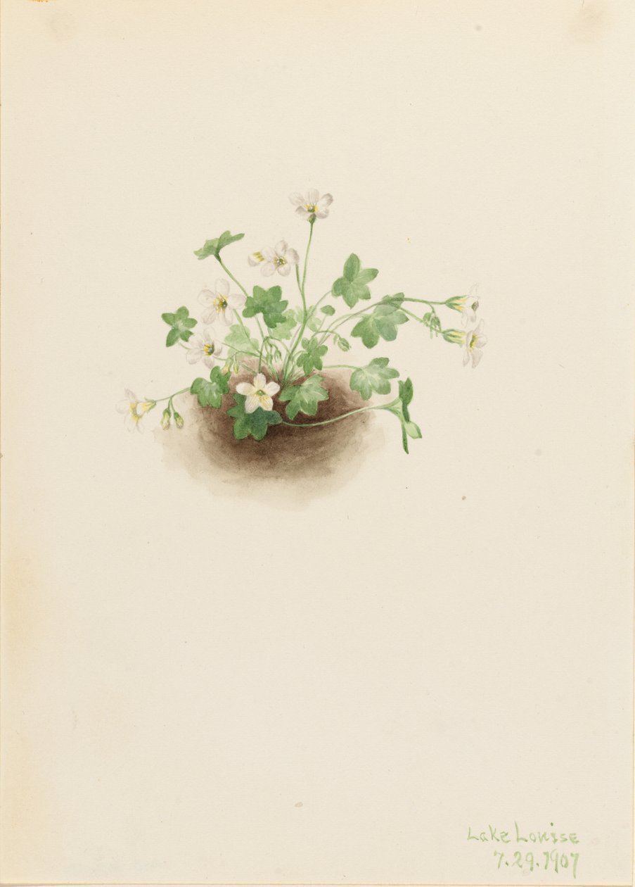  by Mary Vaux Walcott