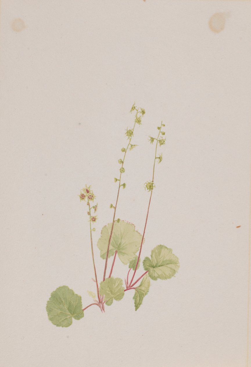  by Mary Vaux Walcott