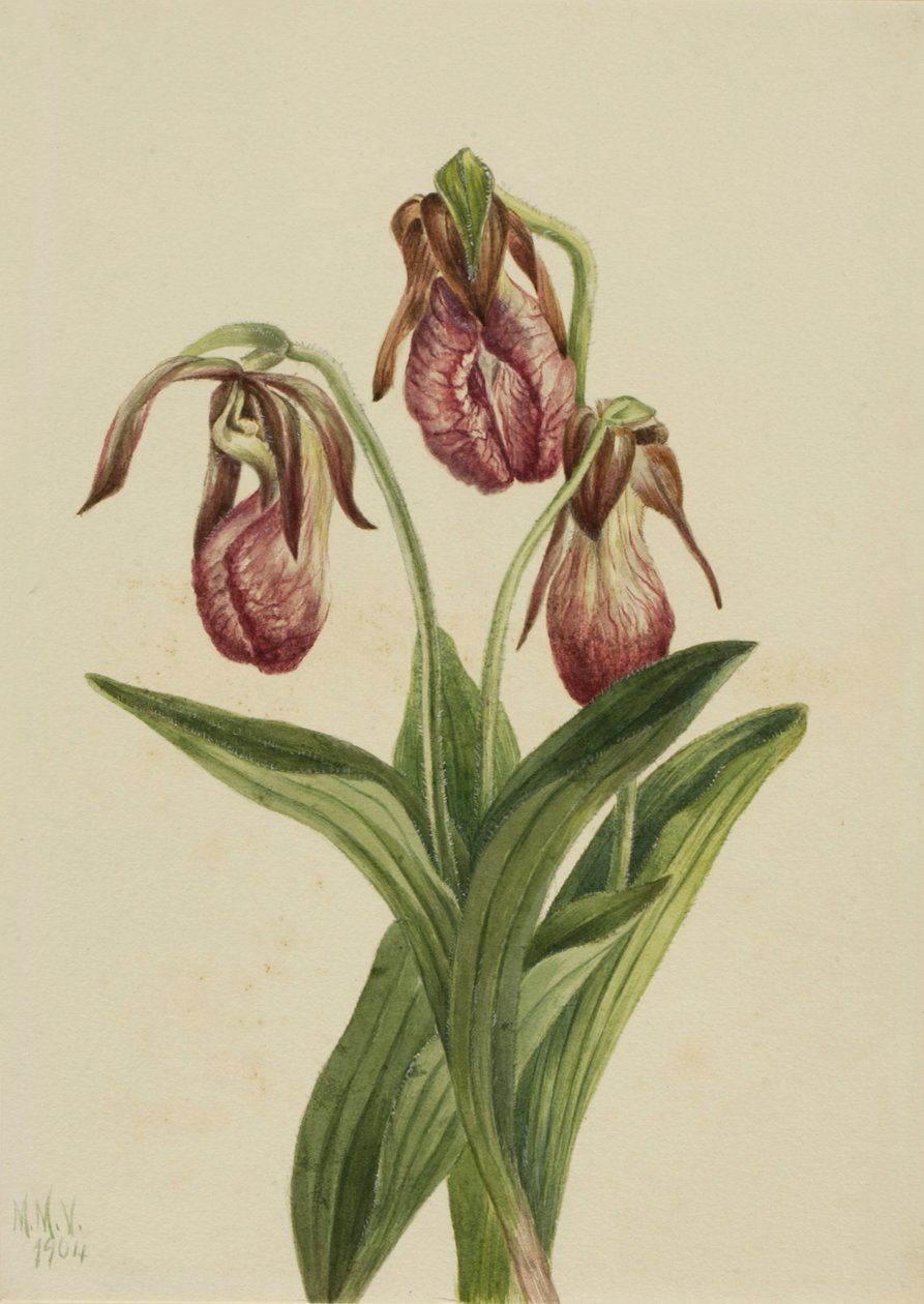 Mokasen Çiçeği Cypripedium acaule, 1904. by Mary Vaux Walcott