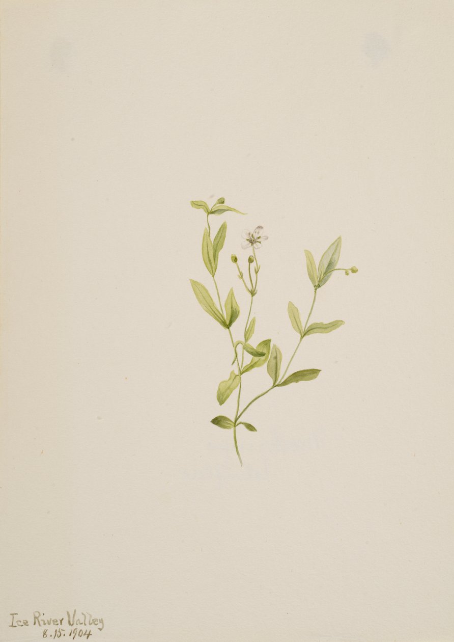 Moehringia labiflora, 1904. by Mary Vaux Walcott