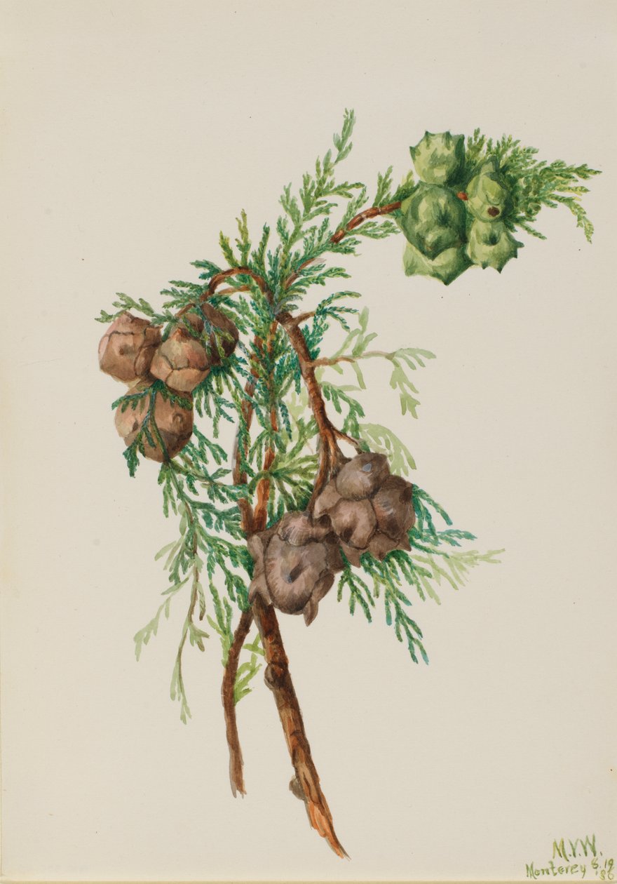 Monterey Cypress Cupressus macrocarpa, 1936. by Mary Vaux Walcott