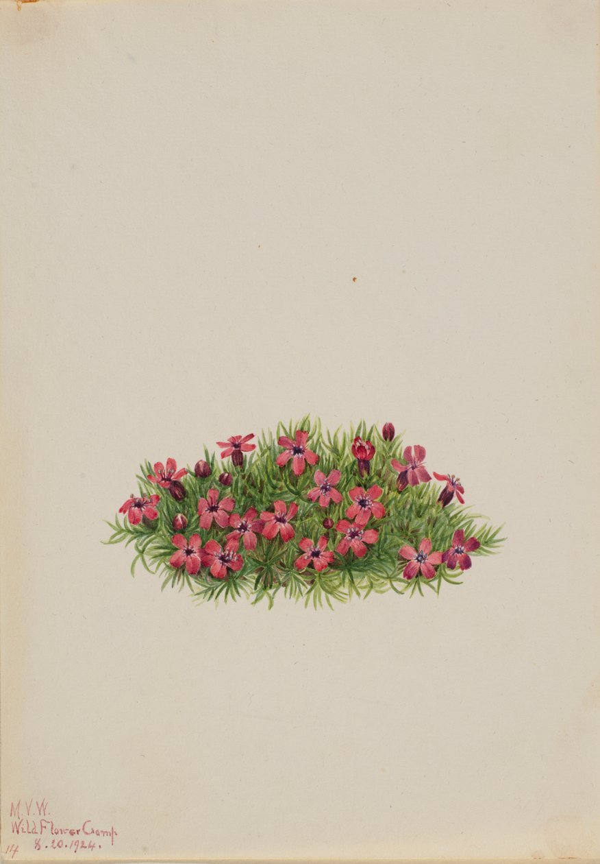  by Mary Vaux Walcott