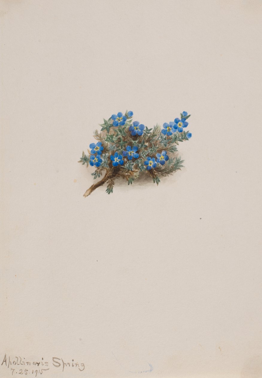 Yosun Beni Unutma Eritichum elongatum, 1915. by Mary Vaux Walcott