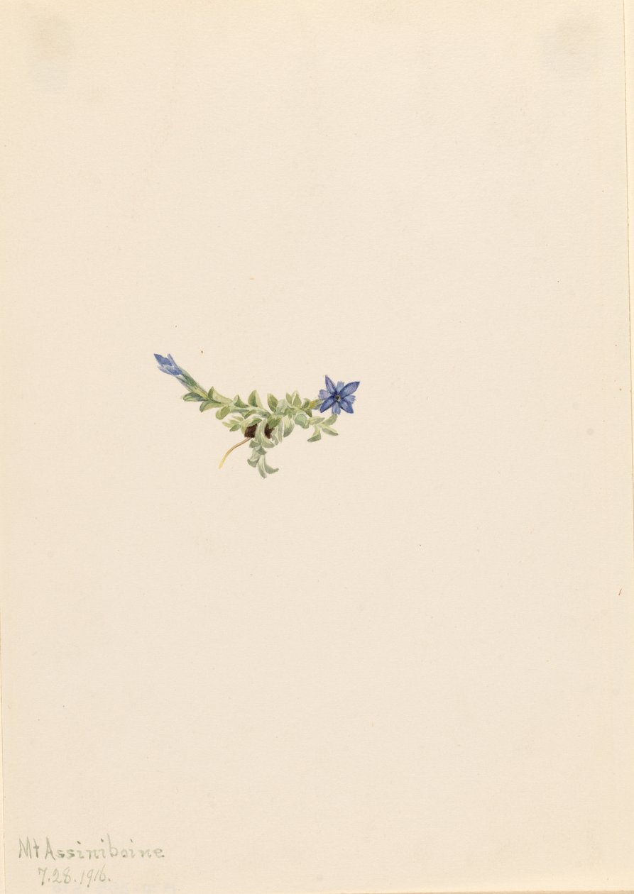  by Mary Vaux Walcott